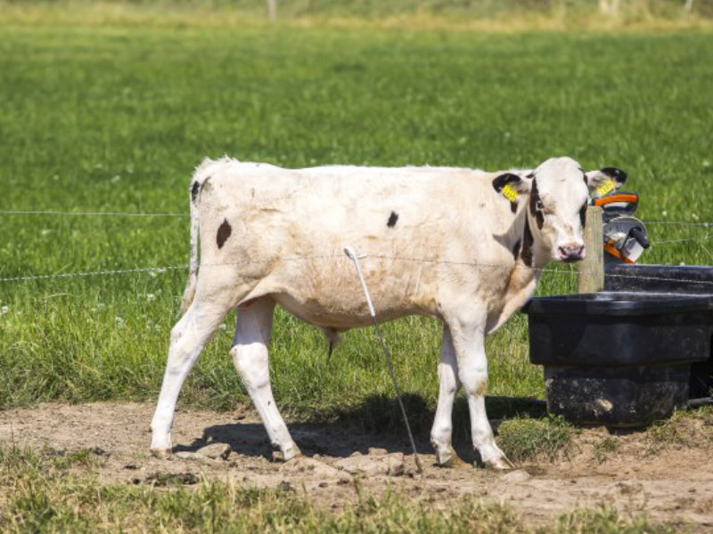 Solar Powered Water Pumps